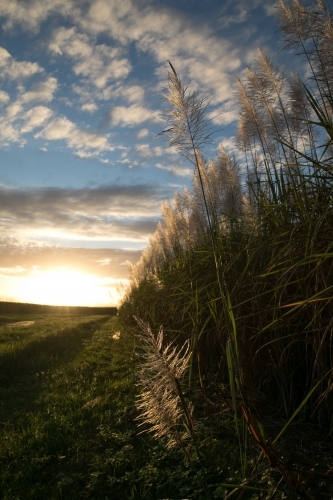 Flowering sugar cane near Wallaman Falls, Qld - Australian Stock Image
