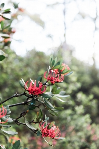 Flowering Tasmanian Waratah plant