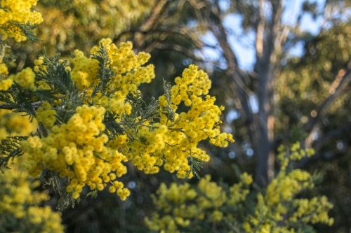 flowering wattle in bushland - Australian Stock Image