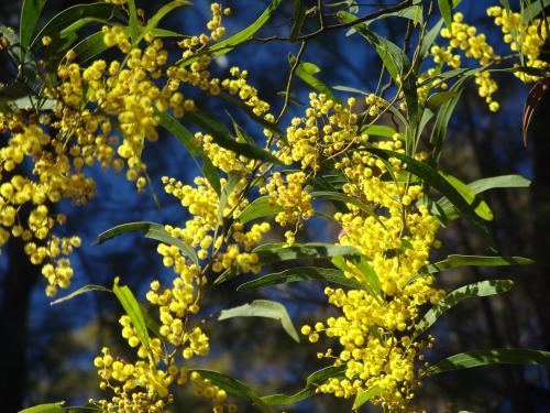 Flowering wattle tree - Australian Stock Image