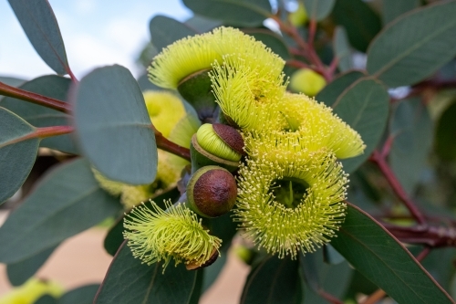 Flowering yellow mallee shrub - Australian Stock Image