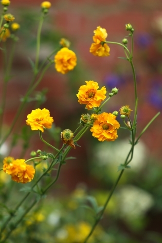 Flowers at an open garden - Australian Stock Image