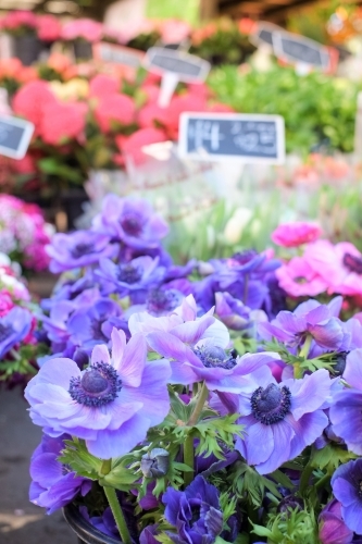 flowers for sale at the farmers market - Australian Stock Image