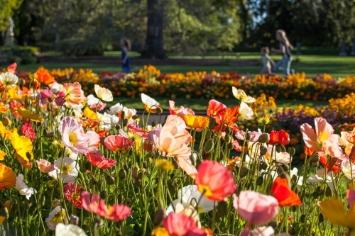 Flowers in botanical garden with children running in background - Australian Stock Image