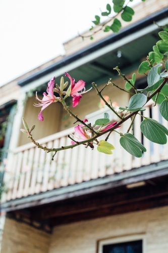 Flowers in front of terrace home with balcony - Australian Stock Image