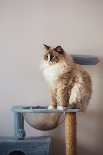 fluffy cat on cat tree - Australian Stock Image