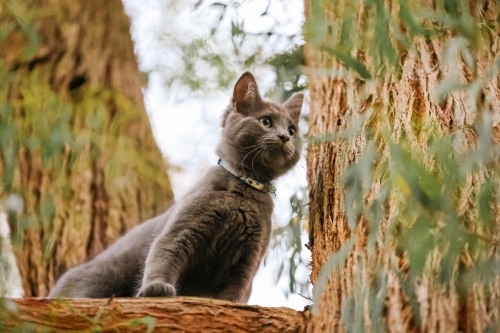 Fluffy grey kitten stuck up a tree - Australian Stock Image