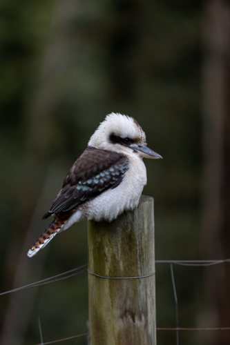 Fluffy Kookaburra on a pole - Australian Stock Image
