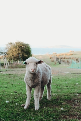 Fluffy lamb on Tasmanian farm - Australian Stock Image
