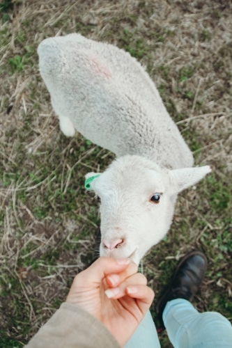 fluffy lamb sucking on finger - Australian Stock Image