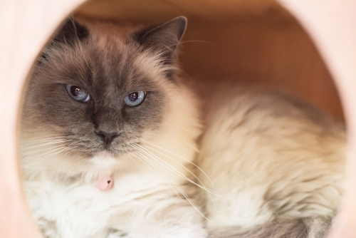 Fluffy pedigree cat resting in a cat box - Australian Stock Image