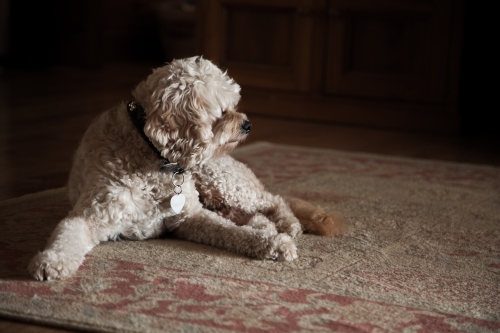 Fluffy pet dog resting on mat inside