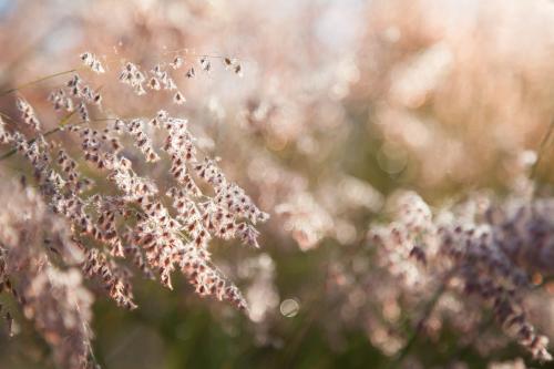 Fluffy pink grass covered in dew in the morning light - Australian Stock Image