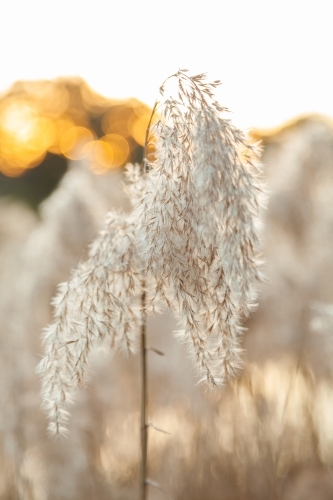 Fluffy seed heads of bulrushes beside creek at sunset