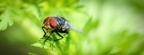 Fly landing on a plant - Australian Stock Image