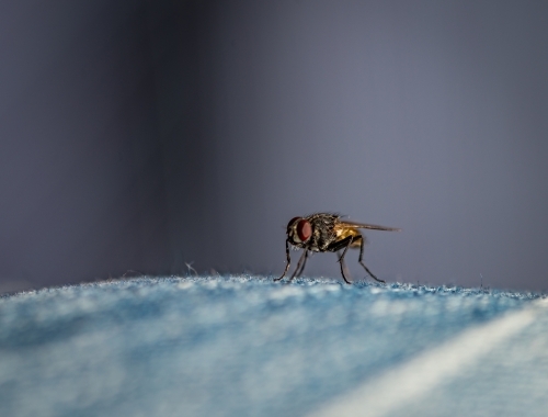 Fly on Denim, Macro - Australian Stock Image