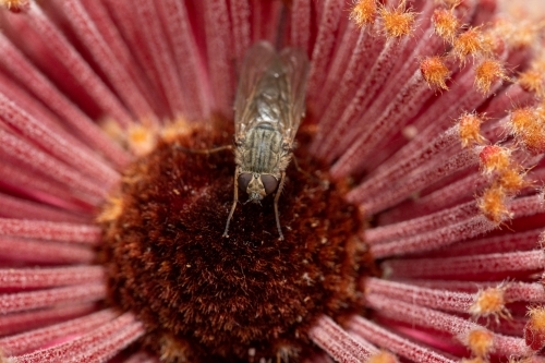 fly sitting on banksia flower - Australian Stock Image