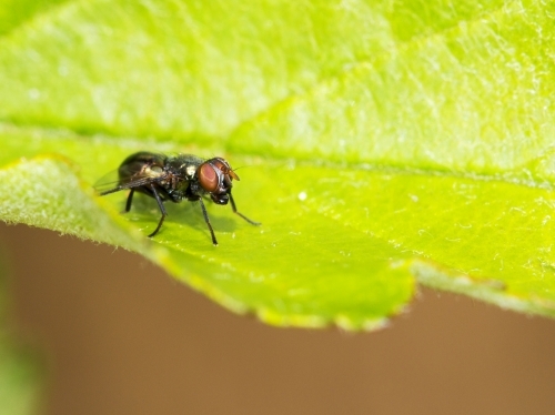 Fly with red eyes on green leaf - Australian Stock Image