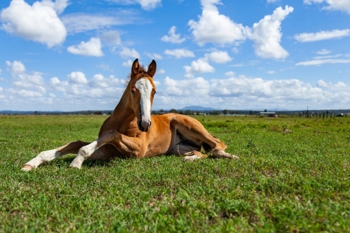 Foal lying on grass in paddock - Australian Stock Image