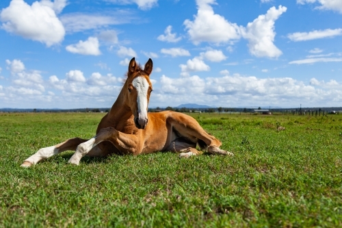 Foal lying on grass in paddock