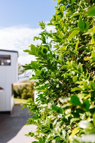 Focus on a lilly pilly hedge with house and city buildings in the background - Australian Stock Image
