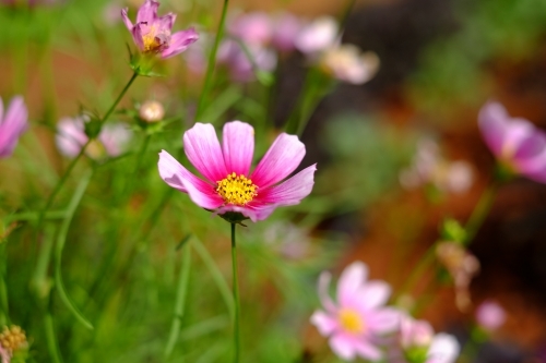 Focus on one pink and yellow edible flower - Australian Stock Image