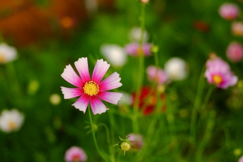 Focus on single, pink and yellow edible flower