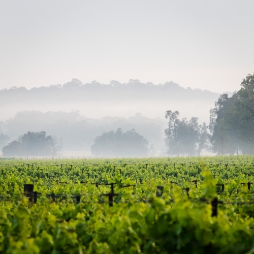 Fog across vineyard - Australian Stock Image