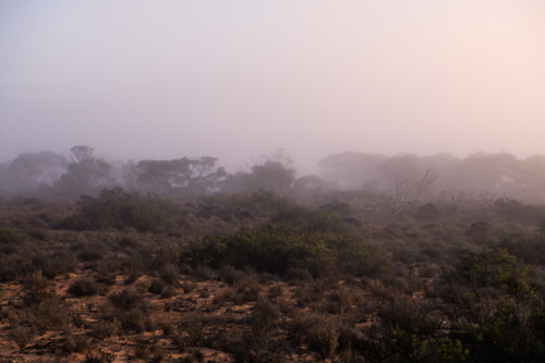 Fog shrouded bush, Nullarbor Plain, South Australia - Australian Stock Image
