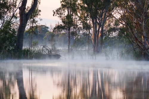 Fog sitting in wetlands at dawn with gumtrees and their reflections - Australian Stock Image