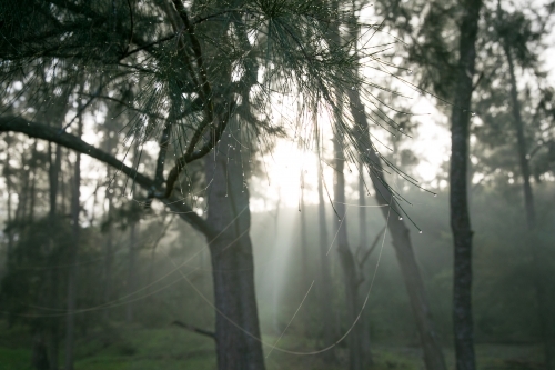 Foggy damp morning at the farm - dew on pine needles - Australian Stock Image