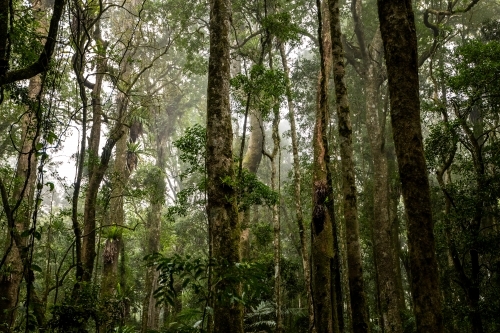 Foggy dense rainforest - Australian Stock Image