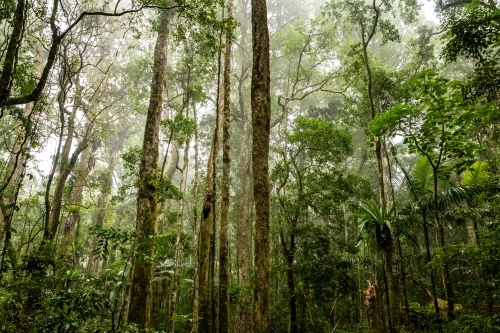 Foggy dense rainforest - Australian Stock Image