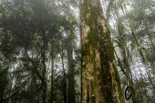 Foggy dense rainforest - Australian Stock Image