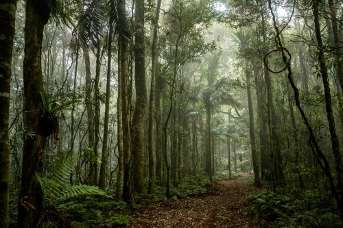 Foggy dense rainforest - Australian Stock Image
