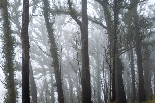 Foggy dense rainforest - Australian Stock Image
