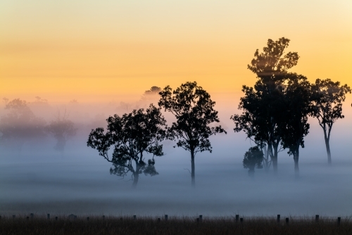 Foggy early morning sunrise landscape with trees and grass