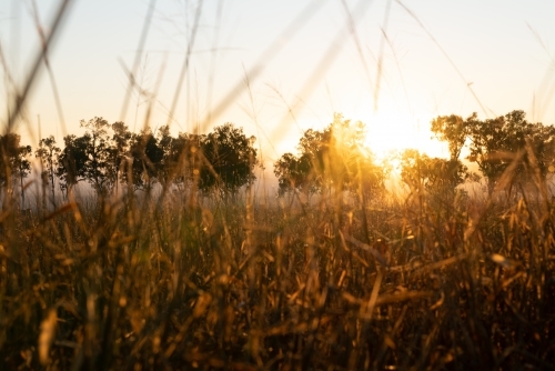 Foggy early morning sunrise landscape with trees and grass - Australian Stock Image