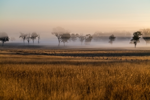 Foggy early morning sunrise landscape with trees and grass - Australian Stock Image