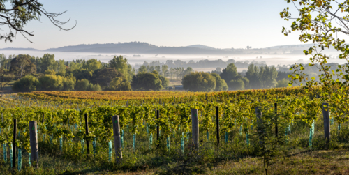 Foggy morning in the hills and vineyard in the Central West - Australian Stock Image