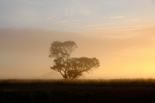 Foggy morning sunrise on a farm