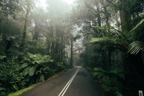 Foggy mountain rainforest road on cold winter day - Australian Stock Image