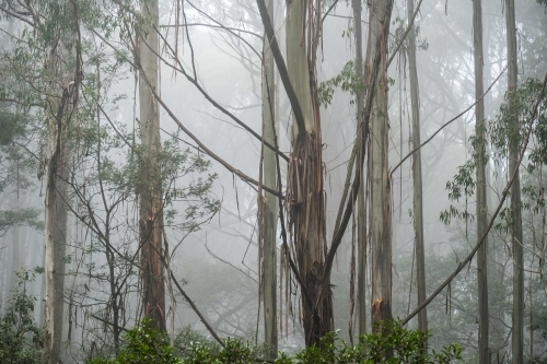 Foggy trees and forest scene - Australian Stock Image