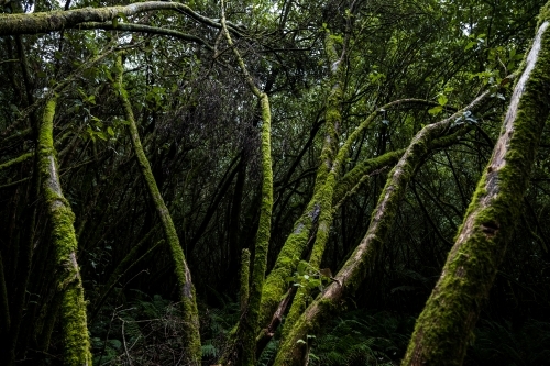 Foggy trees and forest scene - Australian Stock Image