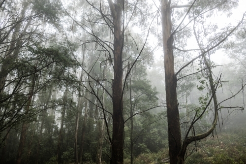 Foggy trees and forest scene - Australian Stock Image