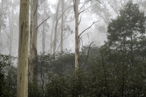 Foggy trees and forest scene - Australian Stock Image