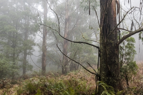 Foggy trees and forest scene - Australian Stock Image