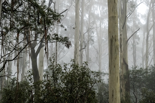 Foggy trees and forest scene