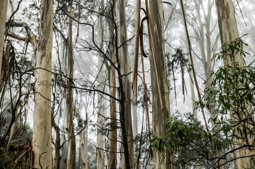 Foggy trees and forest scene - Australian Stock Image