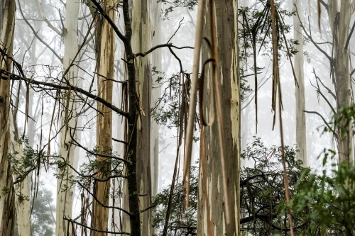 Foggy trees and forest scene - Australian Stock Image